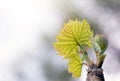 Shoots and leaves of grapes on the vine spring Royalty Free Stock Photo