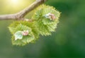 Shoots and leaves of grapes on the vine spring Royalty Free Stock Photo