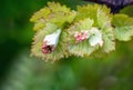 Shoots and leaves of grapes on the vine spring Royalty Free Stock Photo