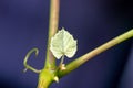 Shoots and leaves of grapes on the vine spring Royalty Free Stock Photo
