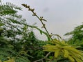 The shoots of Mimosa pigra, commonly known as the giant sensitive tree with natural backgound