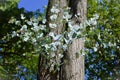 Shoots with new leaves on the stem of the Eucalyptus gunnii Azura tree