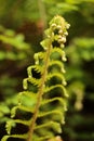 Shoots from an original plant with a strange shape. with natural background unfocused. growth concept