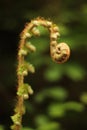 Shoots from an original plant with a strange shape. with natural background unfocused. growth concept
