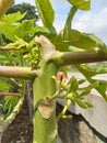 The shoots of the papaya fruit are still young and continue to develop during the vegetative and generative period Royalty Free Stock Photo
