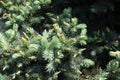 Shoots of Picea pungens in May