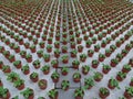 Shoots of plants in a greenhouse at a breeder