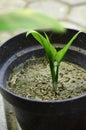 shoots of plants in pots