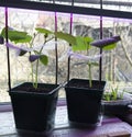 Shoots, seedlings, cucumber. Own vegetable garden, organic farming Royalty Free Stock Photo