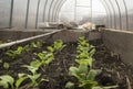 Shoots, seedlings, radishes. Own vegetable garden, organic farming