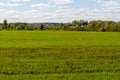 Shoots of spring wheat on the field. Farmland extends to the forest. A village is visible behind the forest Royalty Free Stock Photo