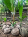 Shoots start to sprout from the coconut fruit