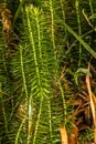 Shoots of Stiff Clubmoss