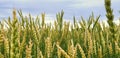 Shoots of wheat, background from ears Royalty Free Stock Photo