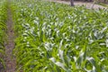 Shoots of young corn in the field (Peru)