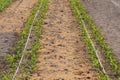 Shoots of young corn in the field (Peru)