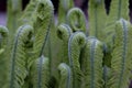 Shoots of young ferns Close Up. Fiddlehead, frond unfurling. Matteuccia Struthiopteris. Spring Royalty Free Stock Photo