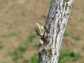 The shoots of a young walnut tree Royalty Free Stock Photo