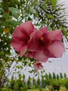 Shop Allamanda blanchetii flower with meroon colour