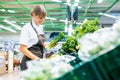 Shop assistant in supermarket re-stocking fresh vegetables Royalty Free Stock Photo