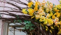 The shop is decorated with bright, artificial flowers, daffodils and branches. A fragment of a building decorated with Royalty Free Stock Photo