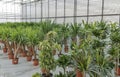 Shop for greenhouse cultivation and sale of indoor plants