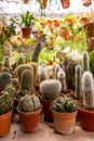 Shop home plants cacti of different shapes in pots Royalty Free Stock Photo