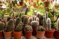 Shop home plants cacti of different shapes in pots Royalty Free Stock Photo