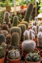 Shop home plants cacti of different shapes in pots Royalty Free Stock Photo