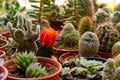 Shop home plants cacti of different shapes in pots Royalty Free Stock Photo