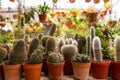 Shop home plants cacti of different shapes in pots Royalty Free Stock Photo