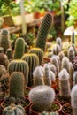 Shop home plants cacti of different shapes in pots Royalty Free Stock Photo