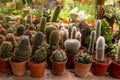 Shop home plants cacti of different shapes in pots Royalty Free Stock Photo