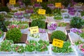 Shop inside of floating barge displays houseplants for sale on the Amsterdam Flower Market, Netherlands. Royalty Free Stock Photo