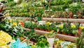 Shop shelves lined with potted house flowers. A variety of garden plants on sale in the garden market. Floral background with Royalty Free Stock Photo