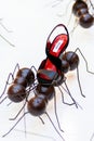 Shop window view of creative woman shoes. Composition of shoes and ants. Summer woman fashion.