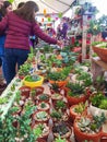 Succulent Plants at an Artisan Market