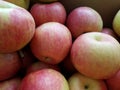 Northern spy apples for sale