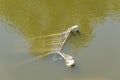 Shopping cart into de river Royalty Free Stock Photo