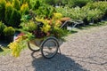 Shopping cart full of young garden plants in pots, saplings of bushes, seedling of flowers at plant nursery Royalty Free Stock Photo