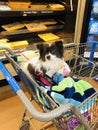 Shopping day with puppy