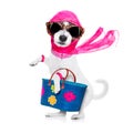 Shopping diva dog Royalty Free Stock Photo