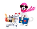 Shopping diva dog Royalty Free Stock Photo