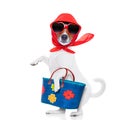 Shopping dog diva Royalty Free Stock Photo