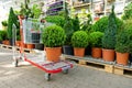 Garden plants store buxus on cart