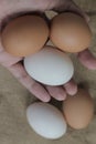 Duck egg and fresh hens eggs on my hand