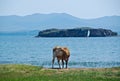 Shore of Baikal lake Royalty Free Stock Photo