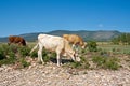 Shore of Baikal lake Royalty Free Stock Photo