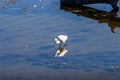 Foraging and mirroring little Egret in Le Teich Bird Reserve, France