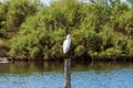 Watching little Egret in Le Teich Bird Reserve, France